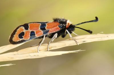 Zygaena fausta