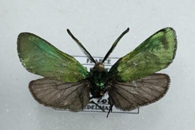 Adscita mannii