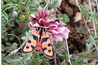 <i>Zygaena fausta</i>