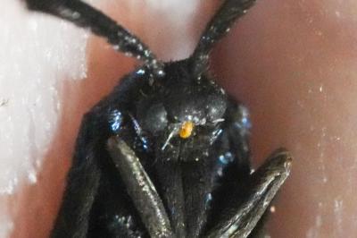 <i>Rhagades pruni</i>