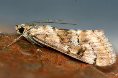 Cornifrons ulceratalis